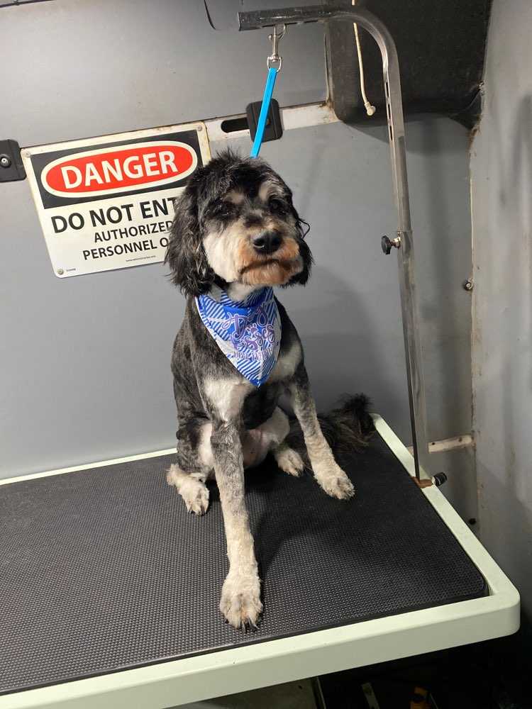 Dog Pet Photo