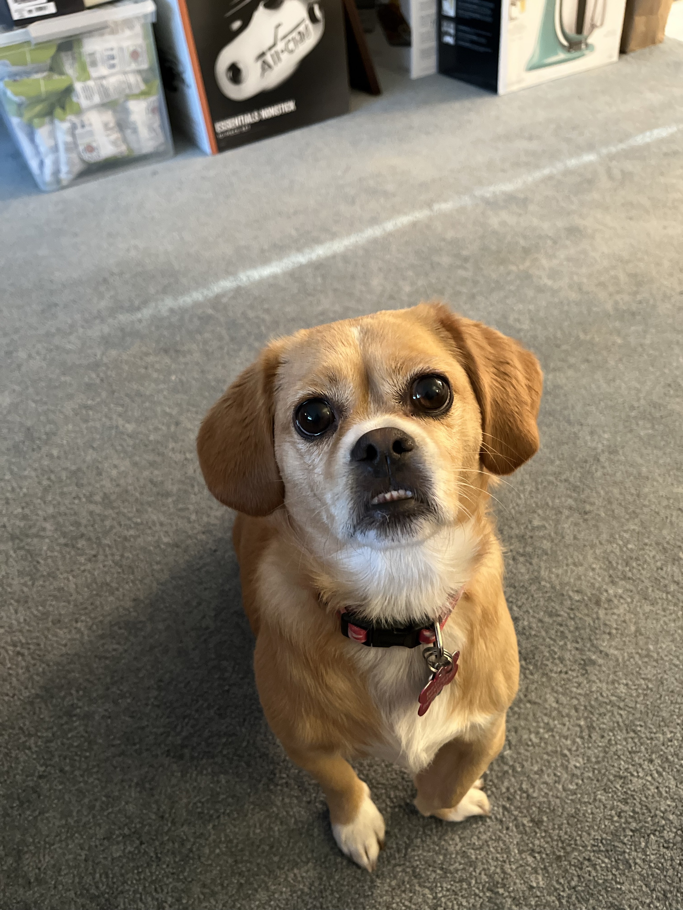 Elsie