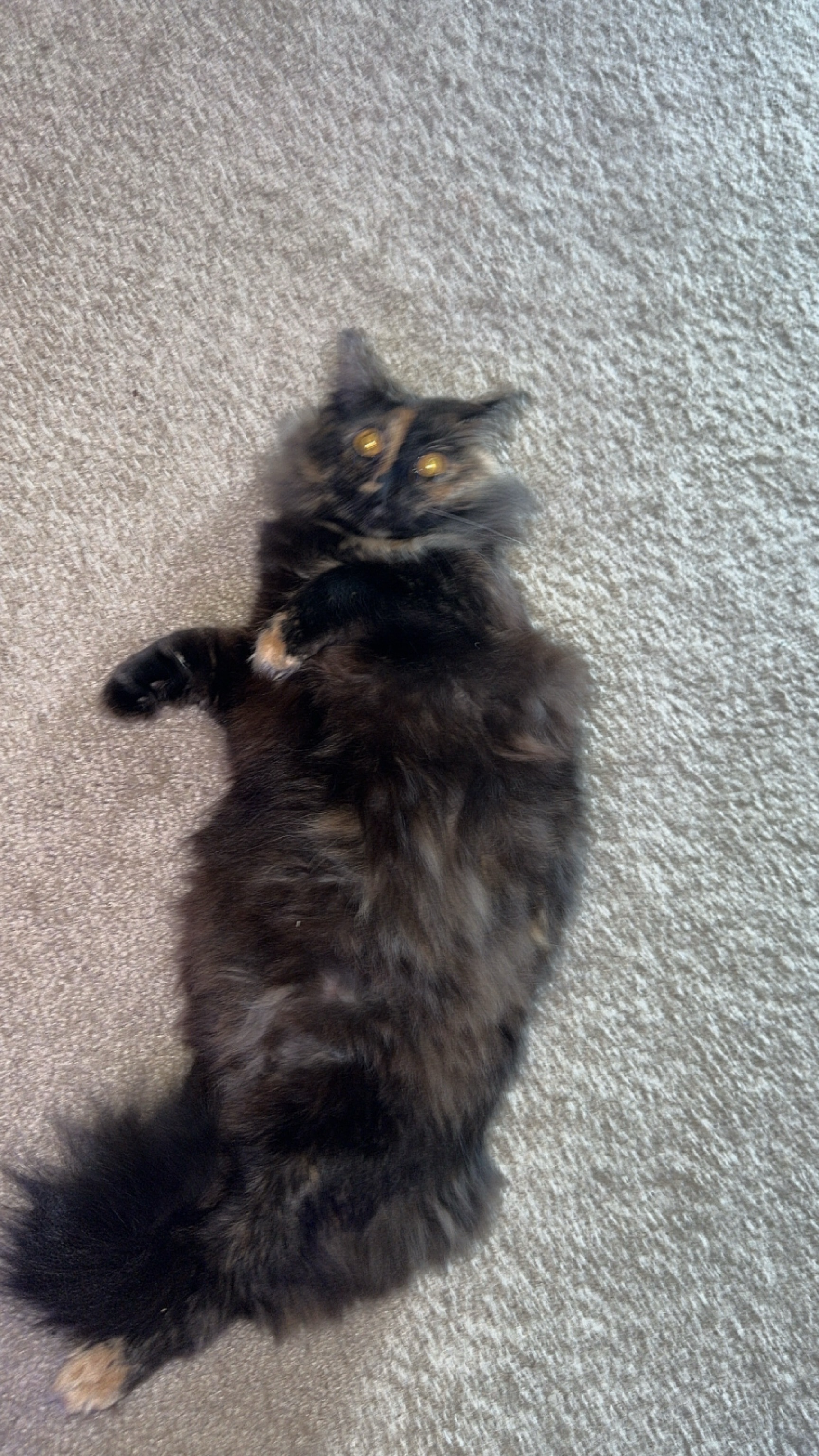 Lua