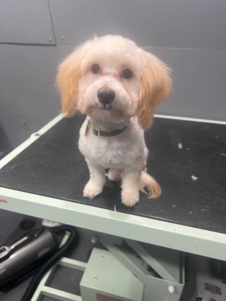 Pet