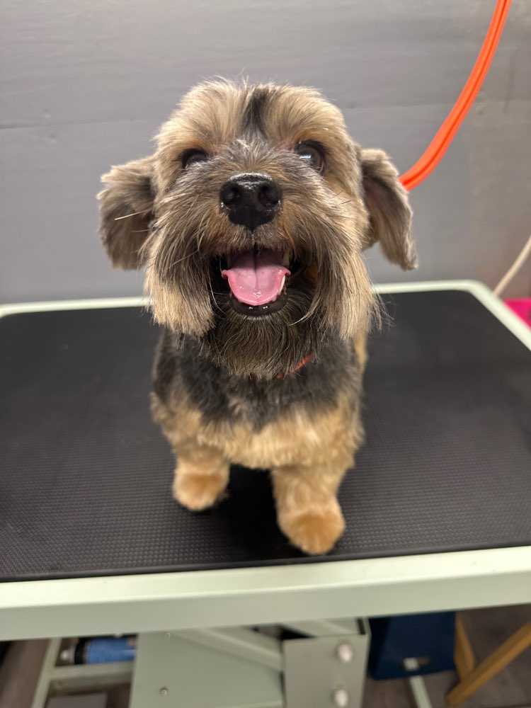 Chewy