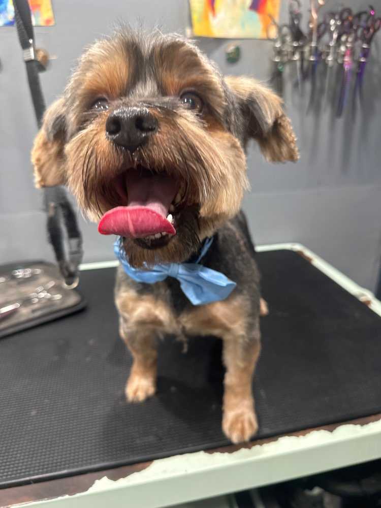 Pet