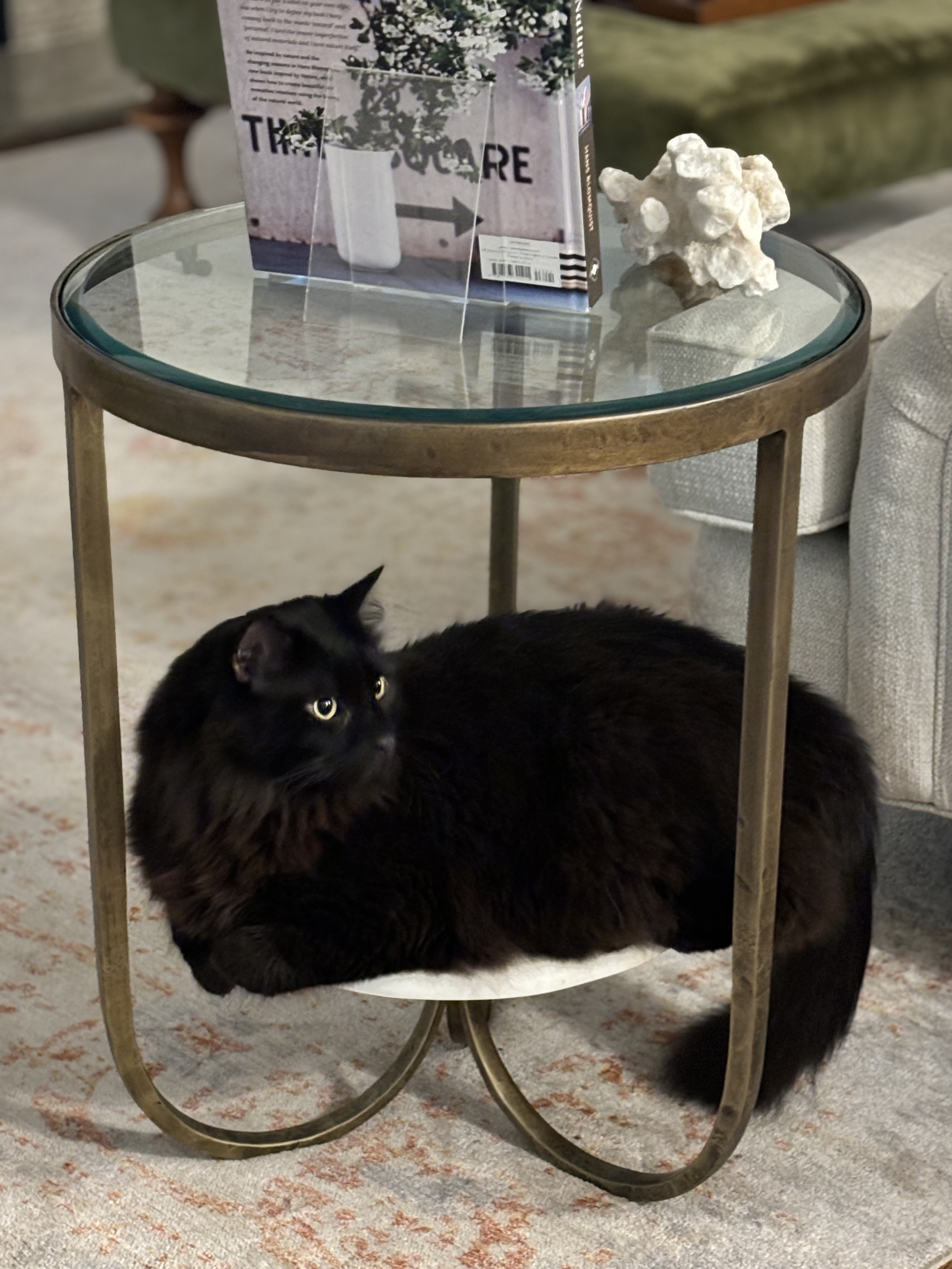 Pet