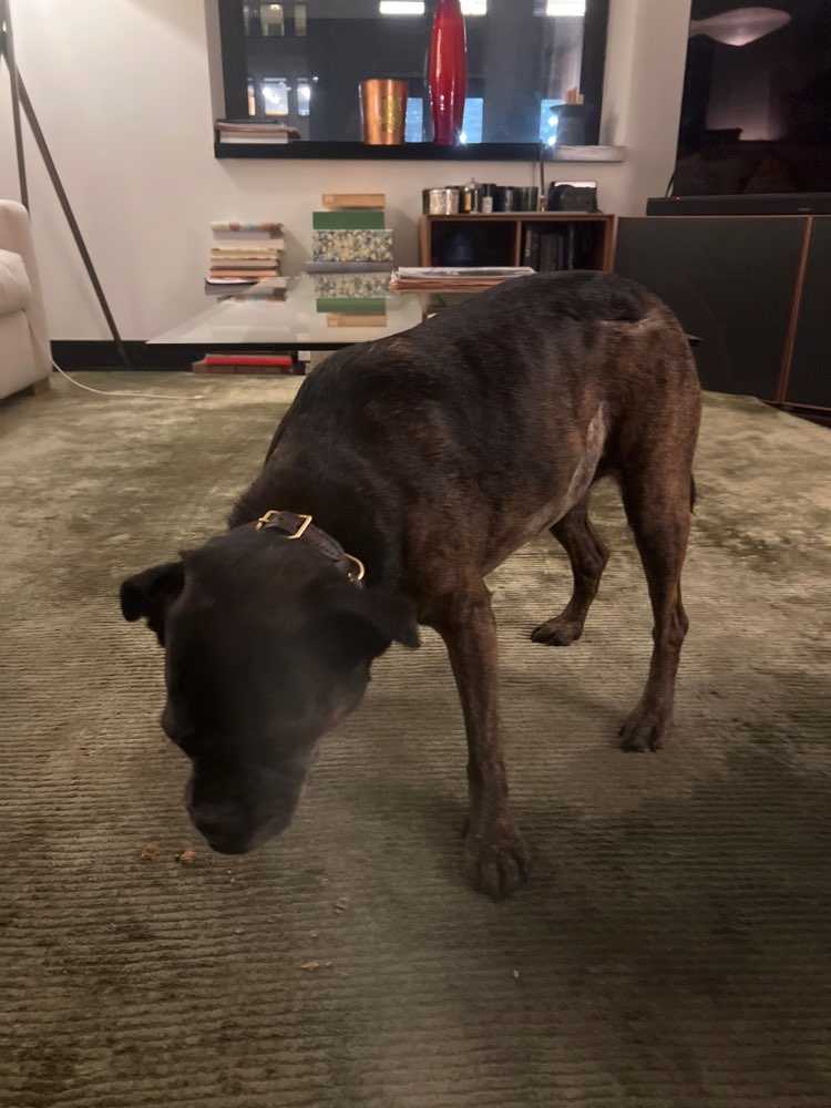 Dog Pet Photo