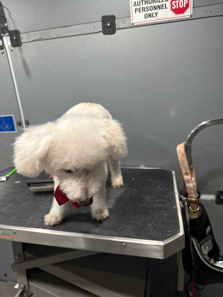 Snoopy