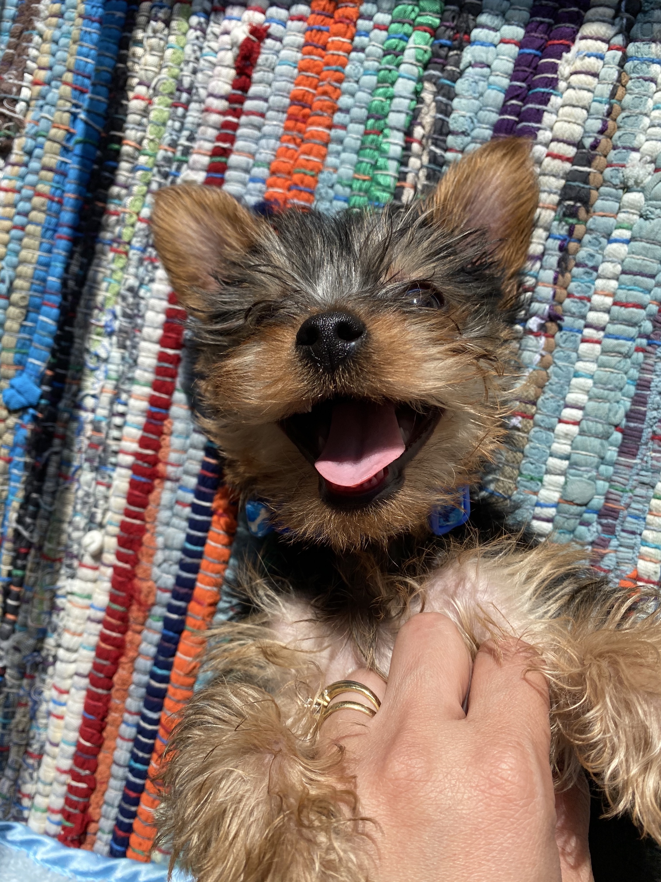 Toby