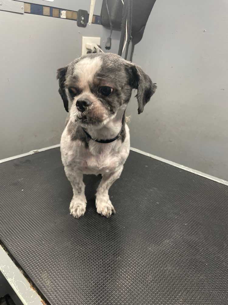 Pet
