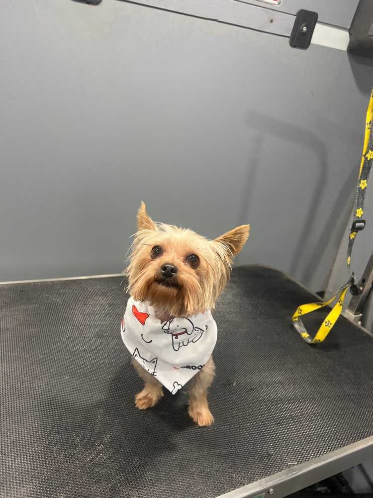 Dog Pet Photo