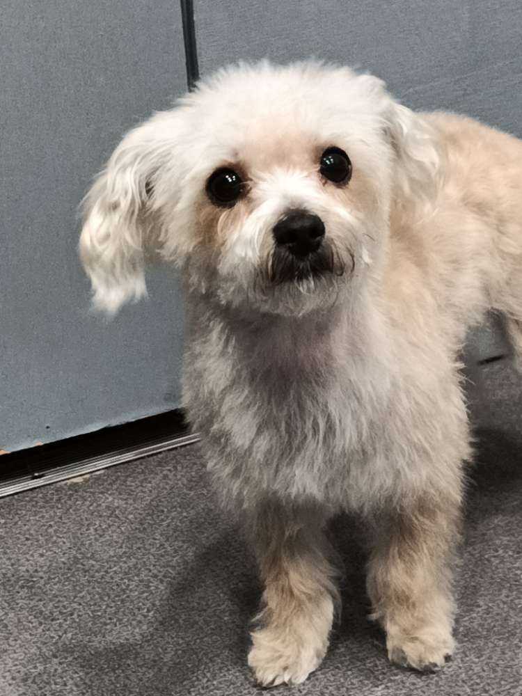 Teddy