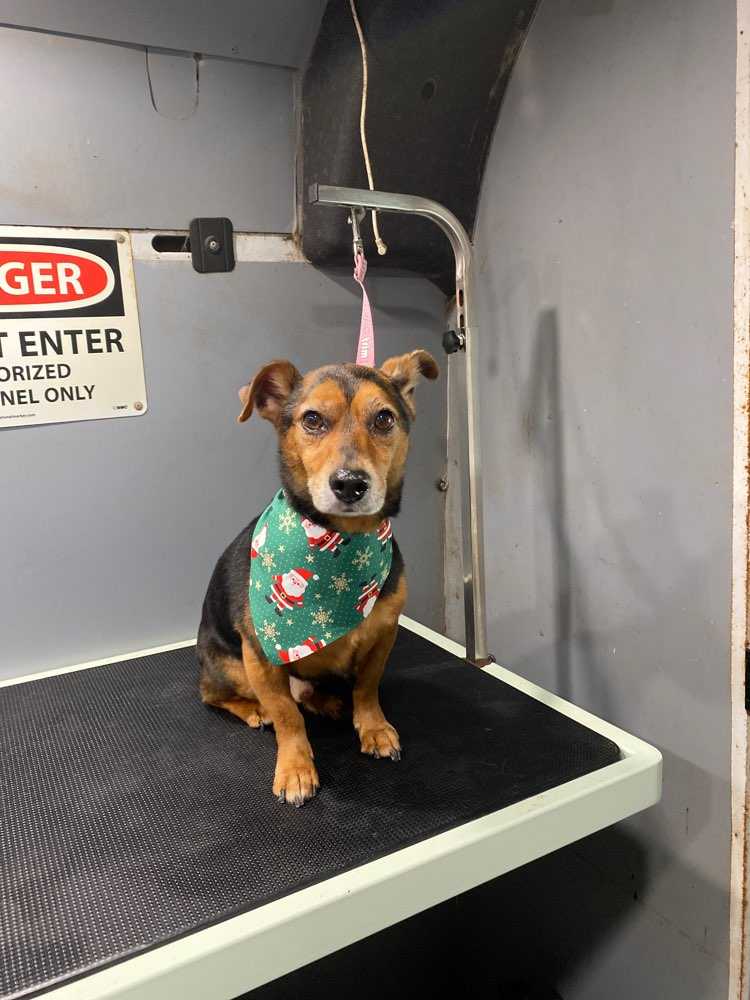 Roscoe 