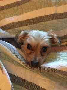 Dog Pet Photo