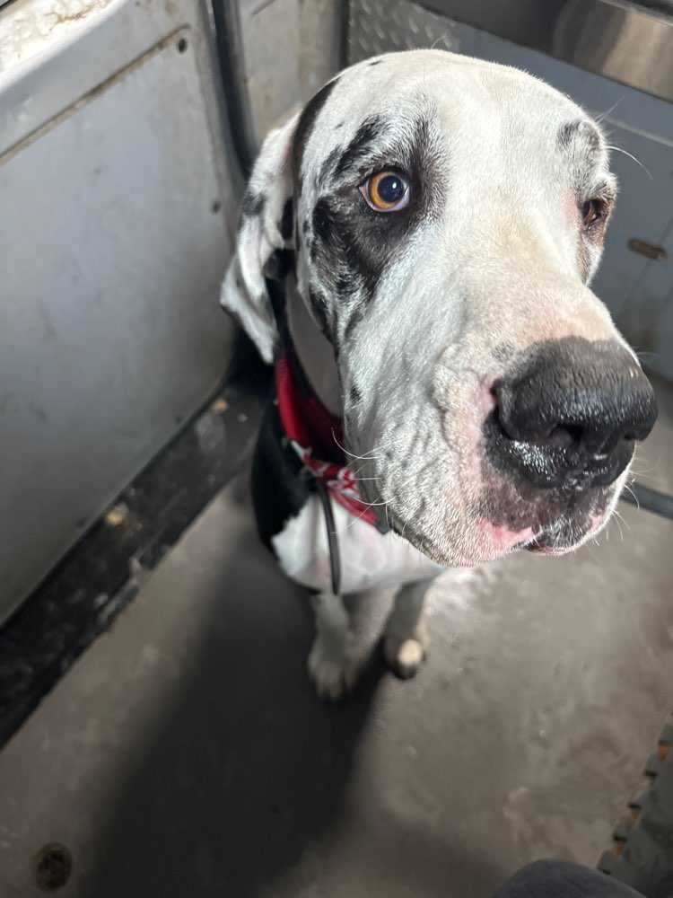 Zena