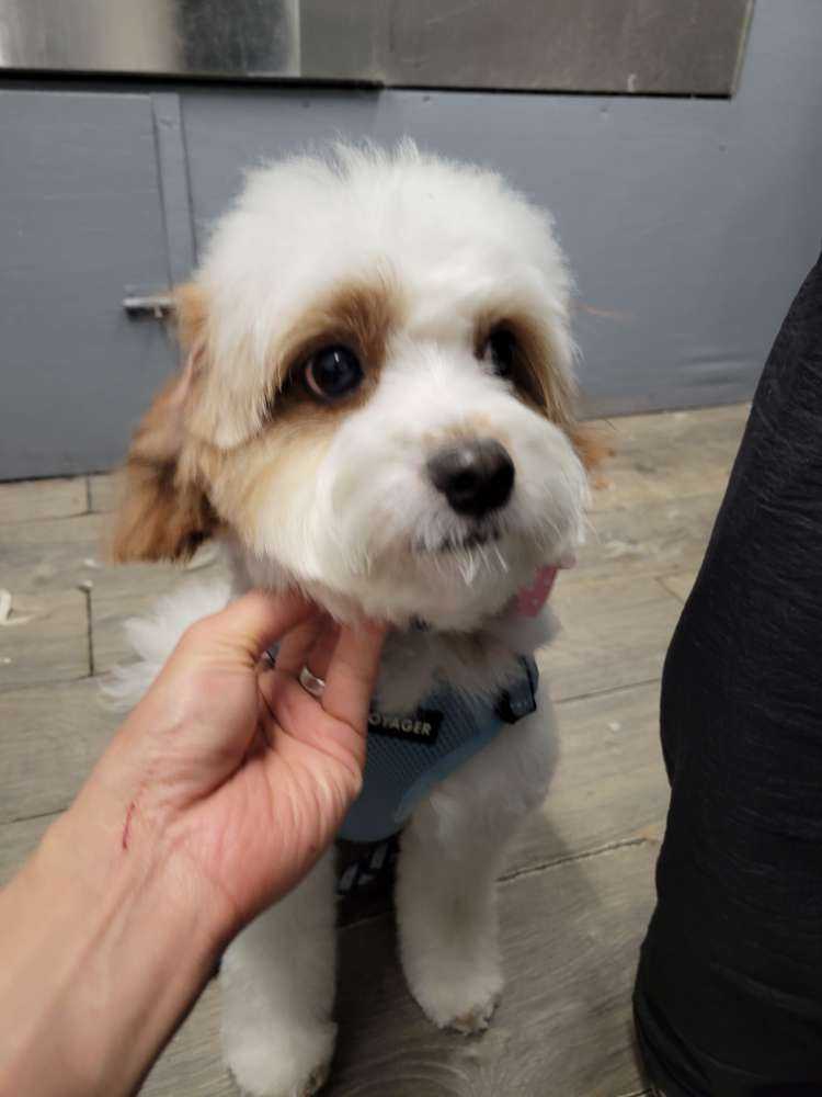 teddy