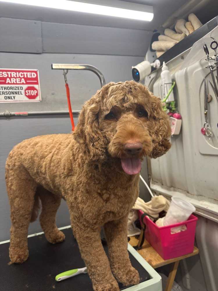 Buddy