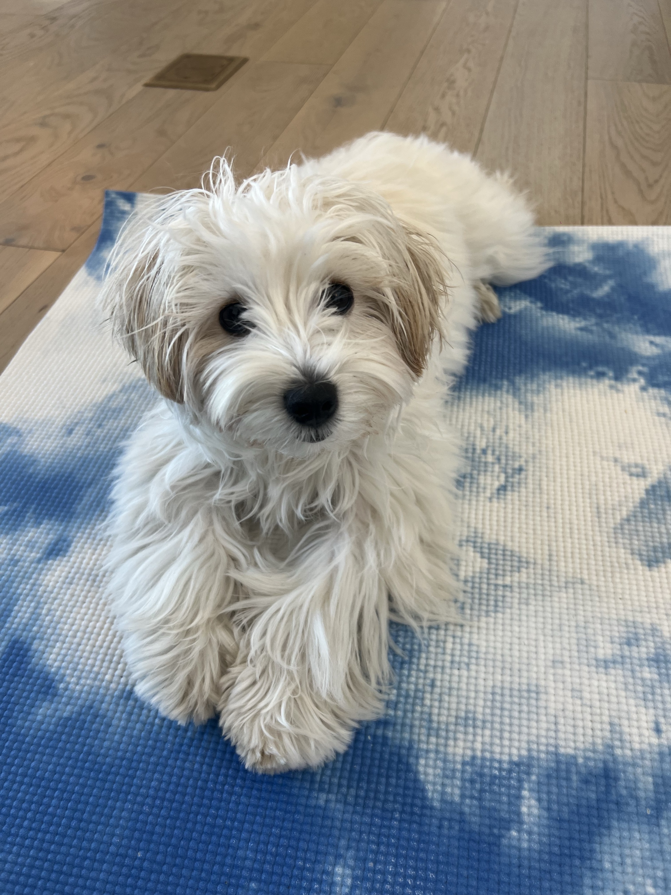 Dog Pet Photo