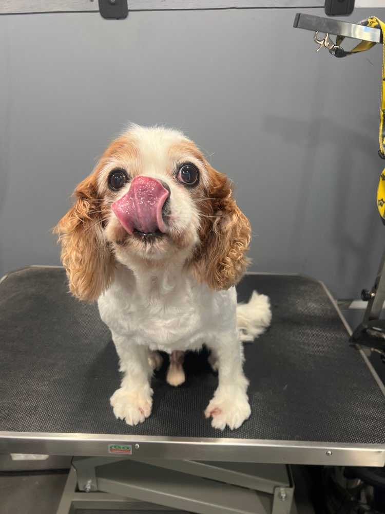 Dog Pet Photo