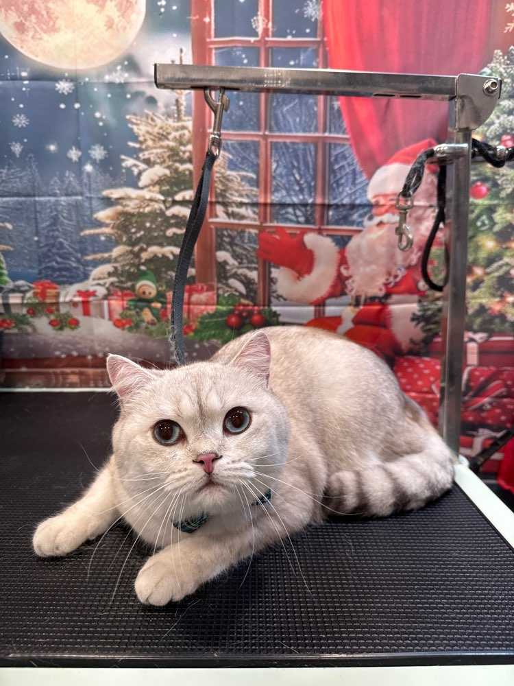 Pet