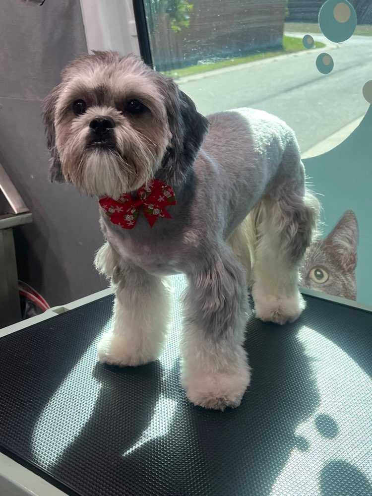Gypsy