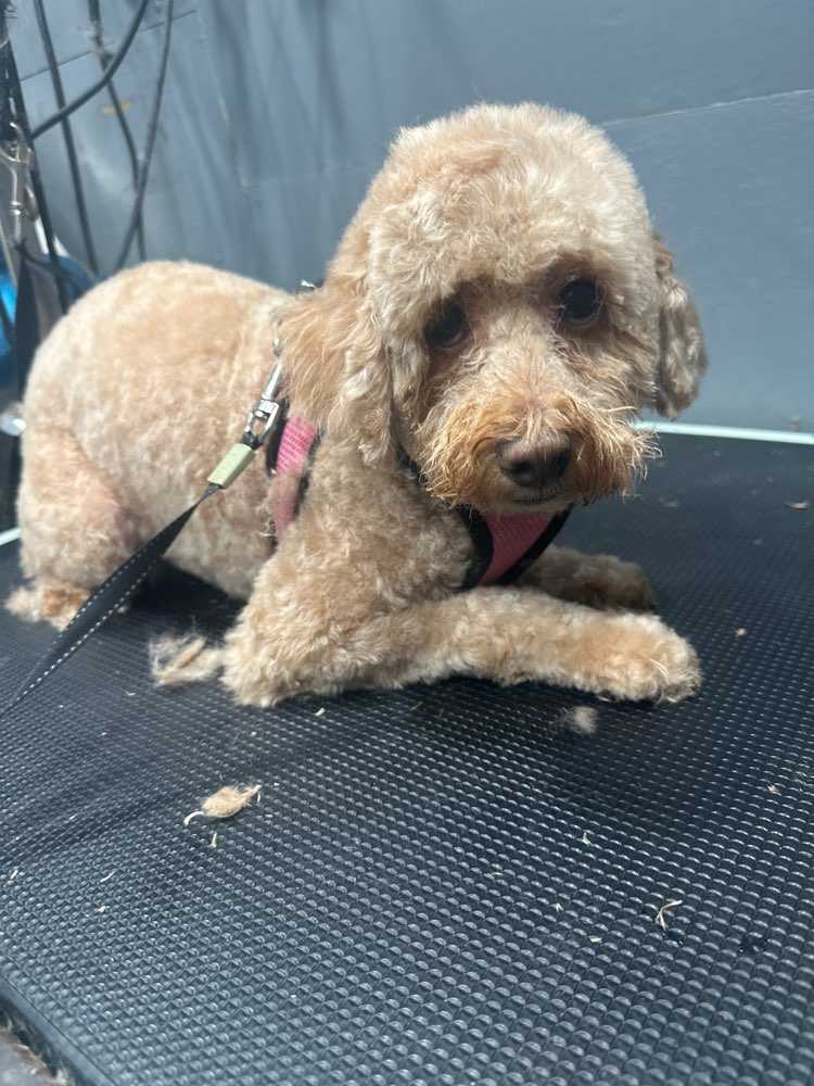 Pet