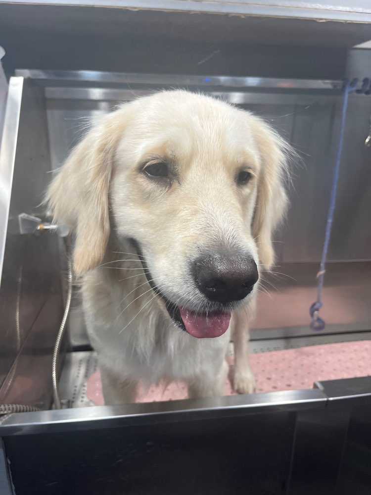 Cooper