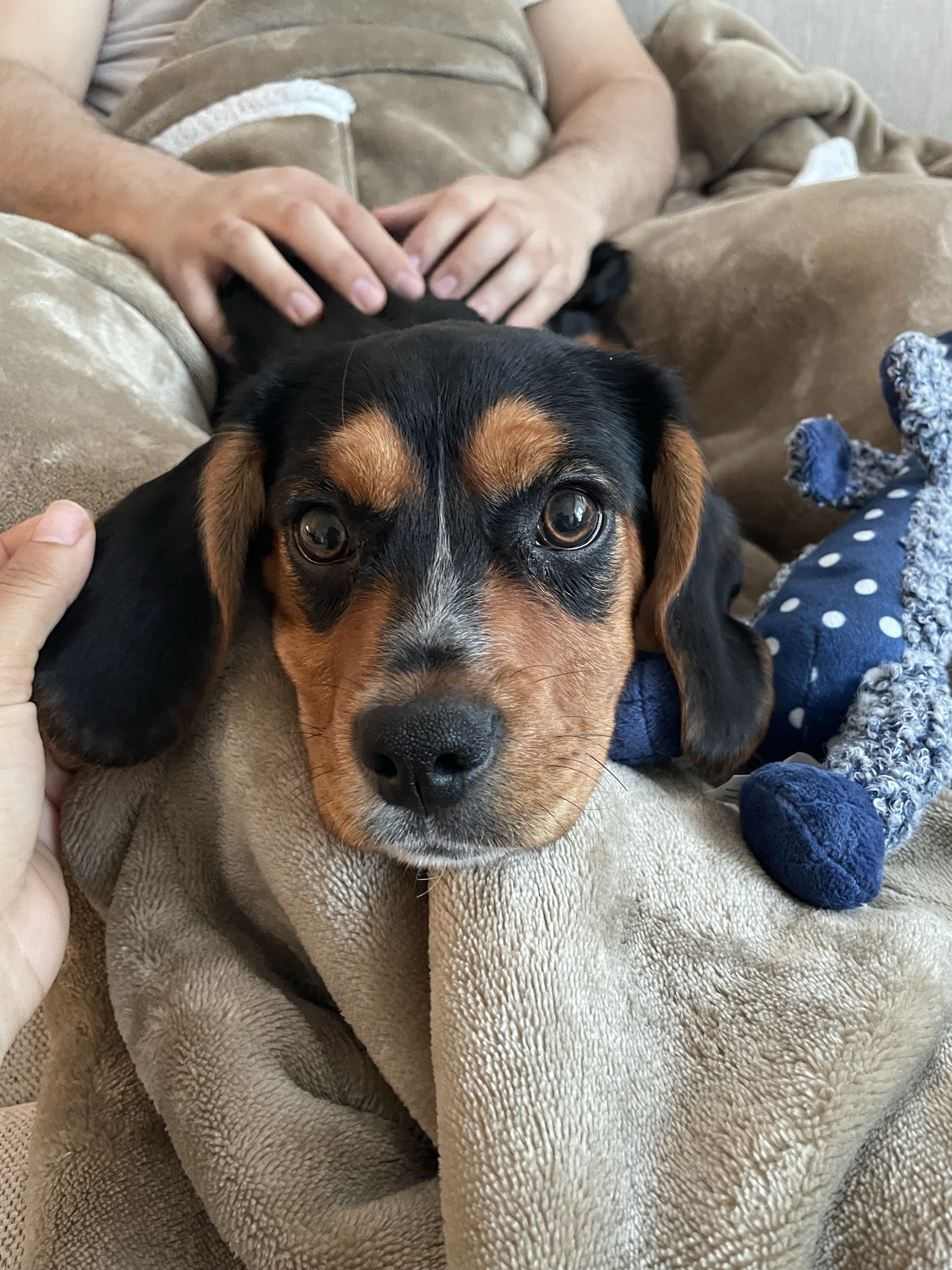 Mylo