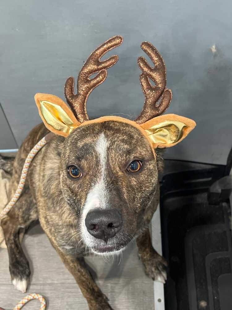 Nala