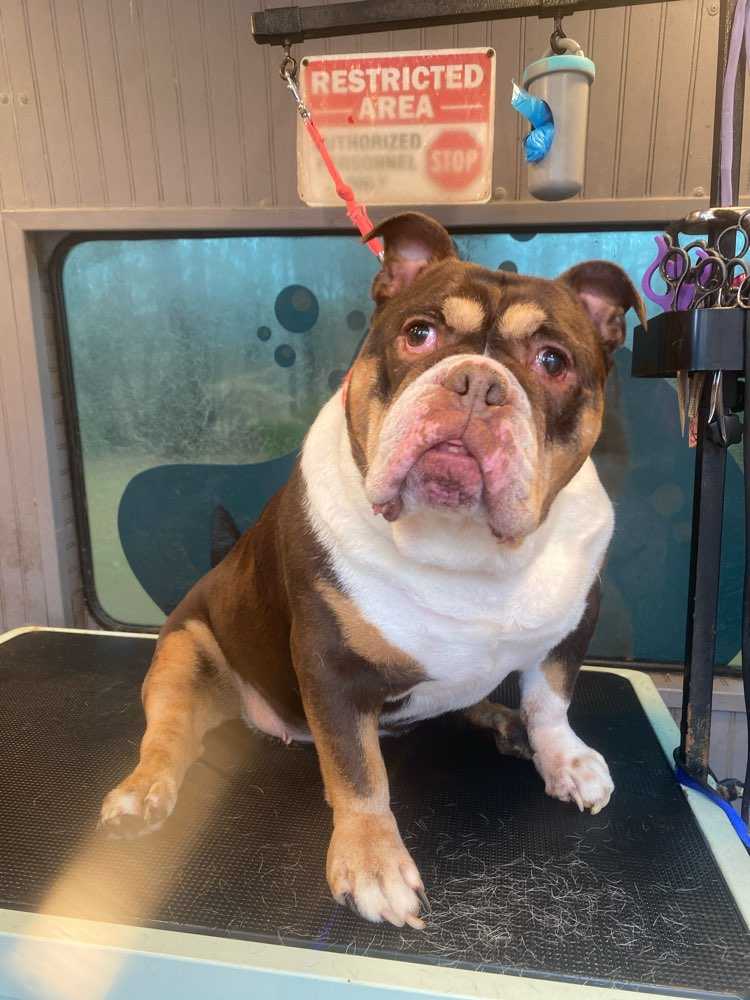 Daisy