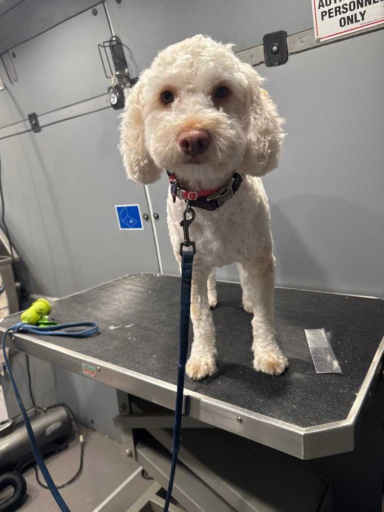 Dog Pet Photo