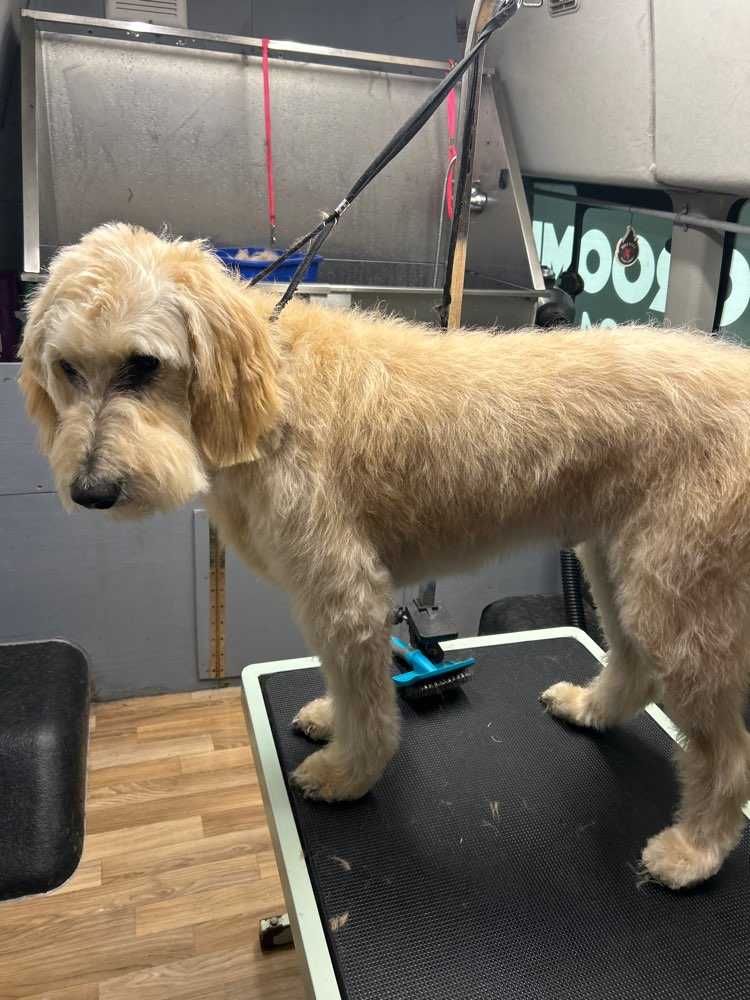 Teddy 
