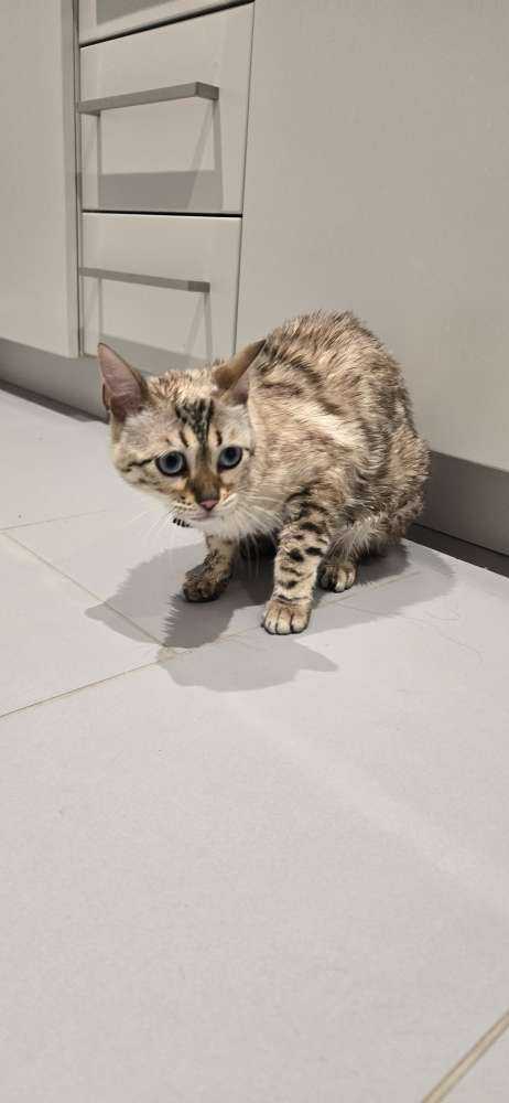 Nova