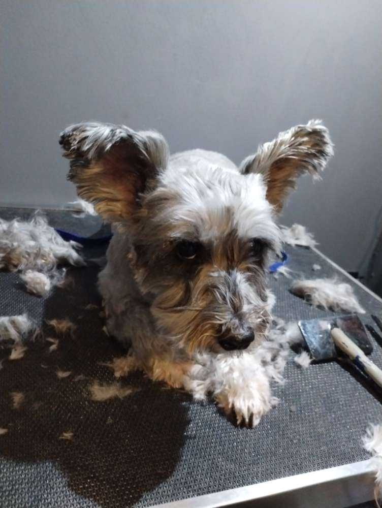 Pet