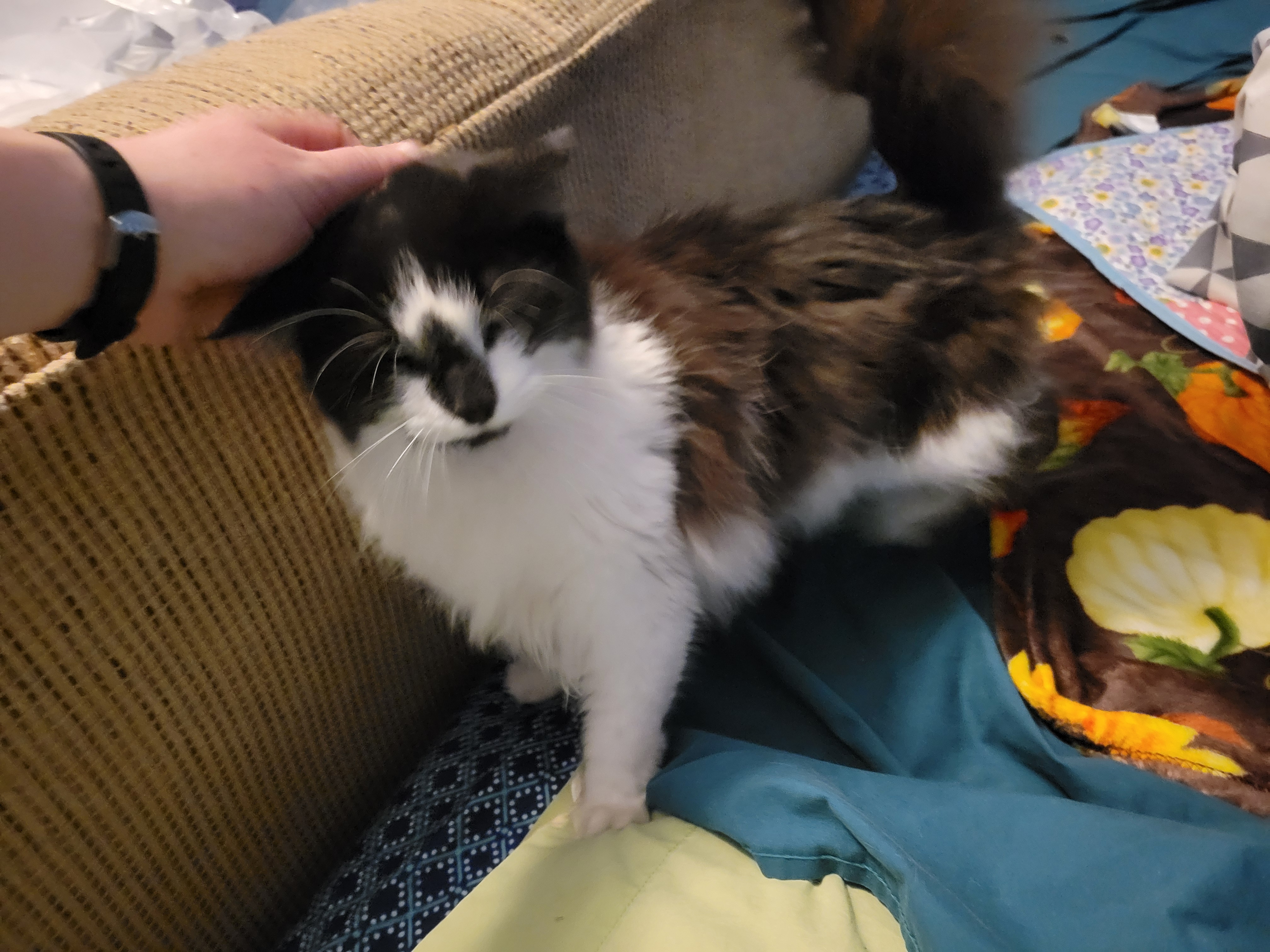 Sammy