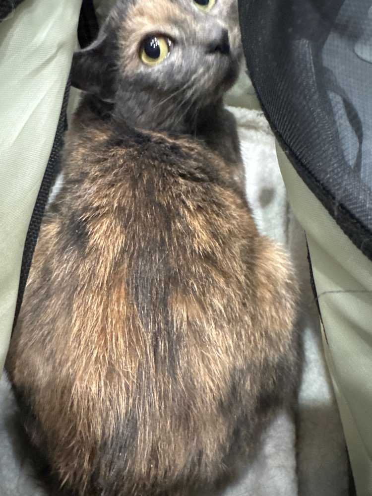 callie