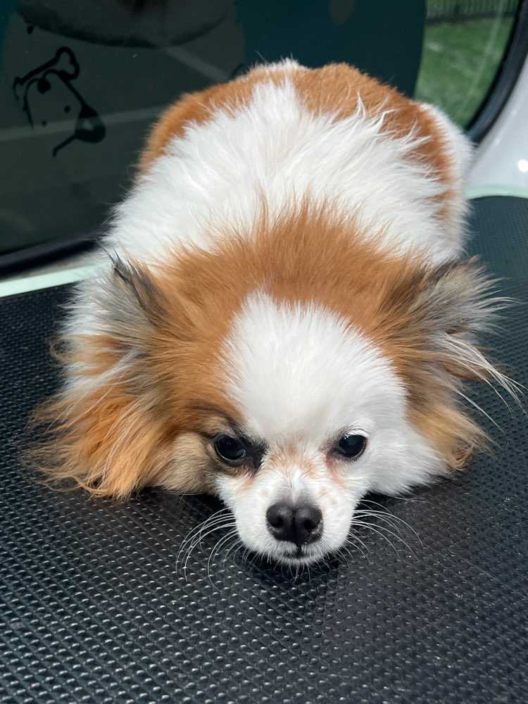 DiDi
