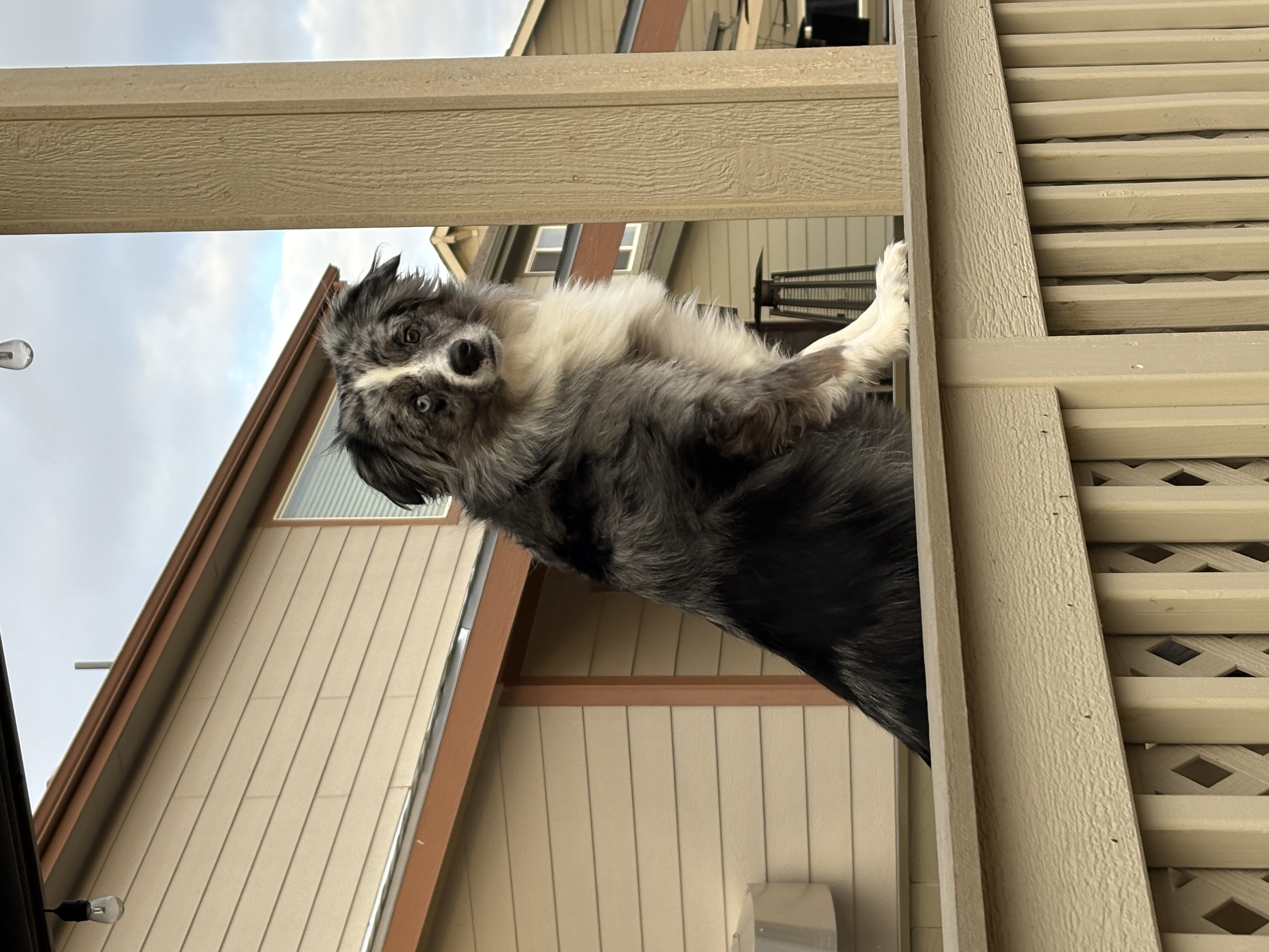 Dog Pet Photo