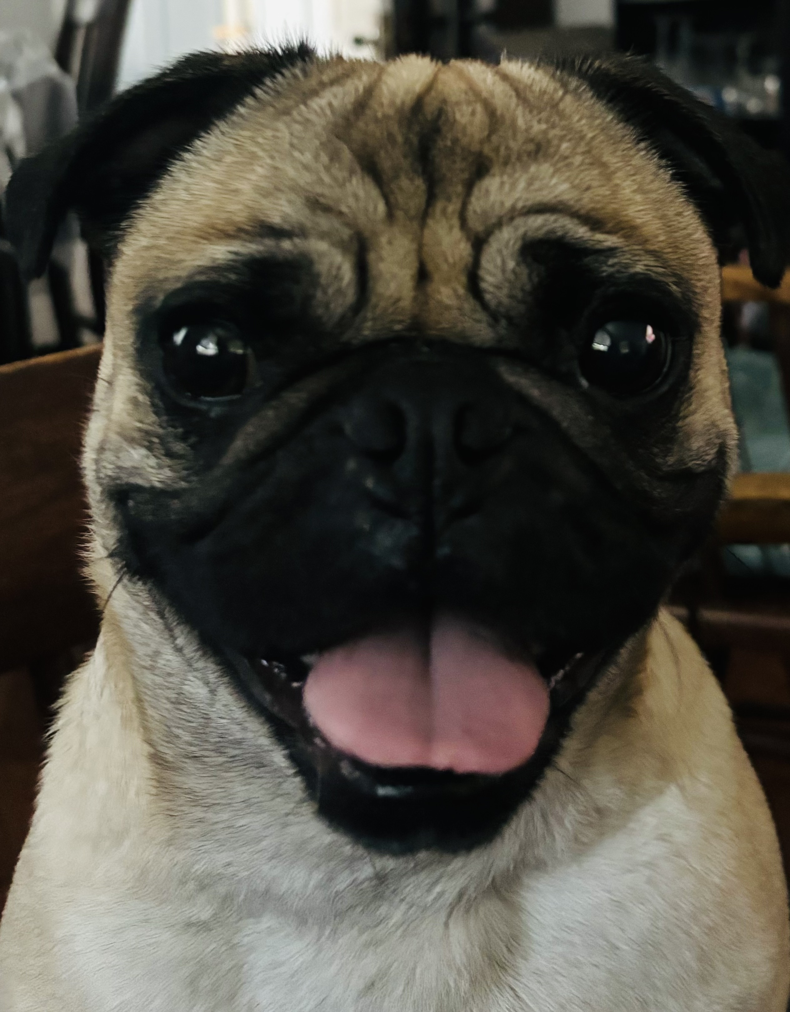 Biscuit