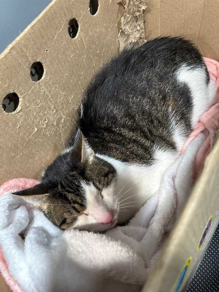 Mush