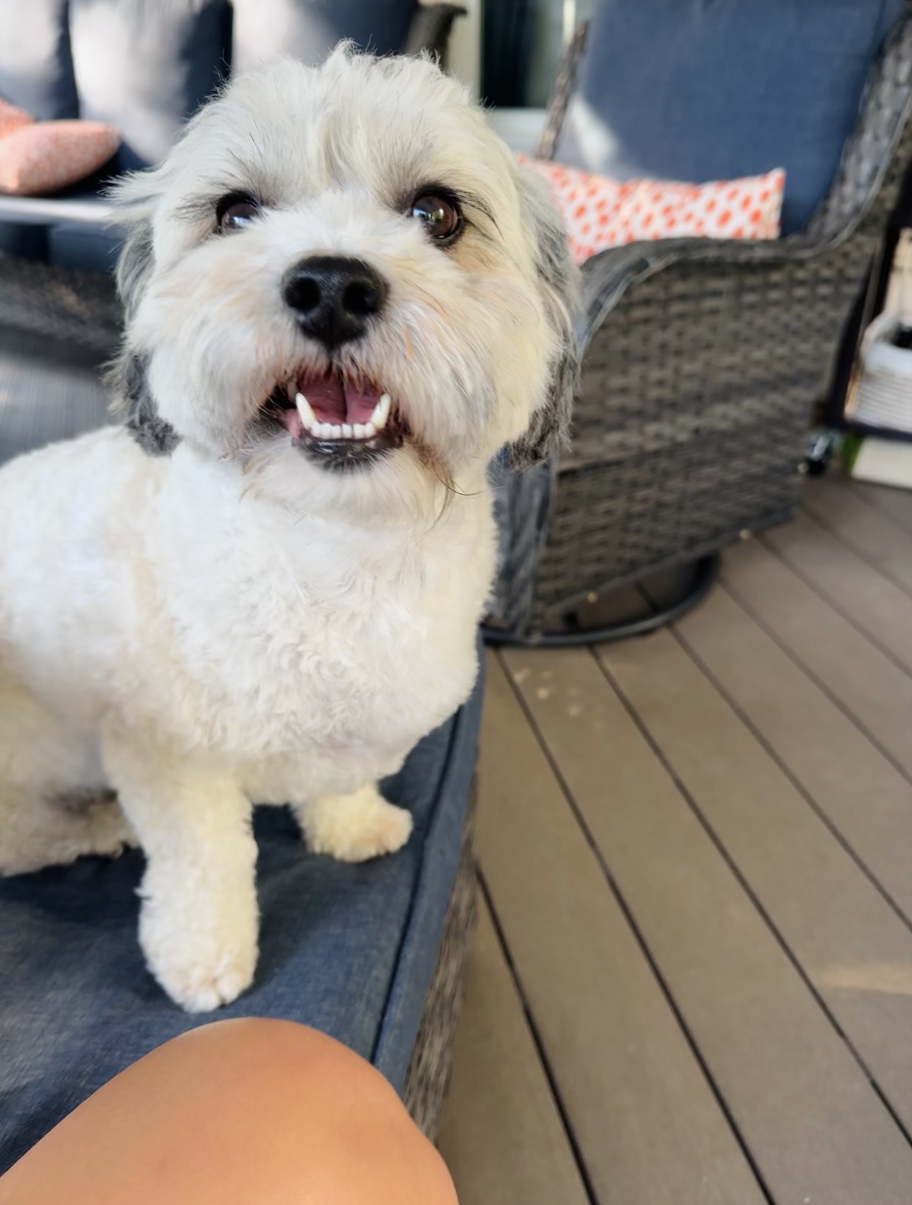 Buddy