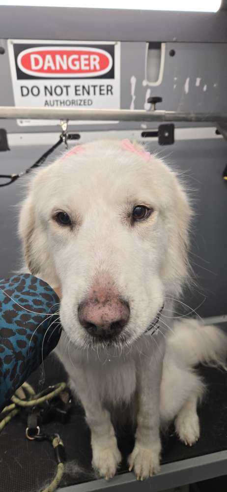 Dog Pet Photo