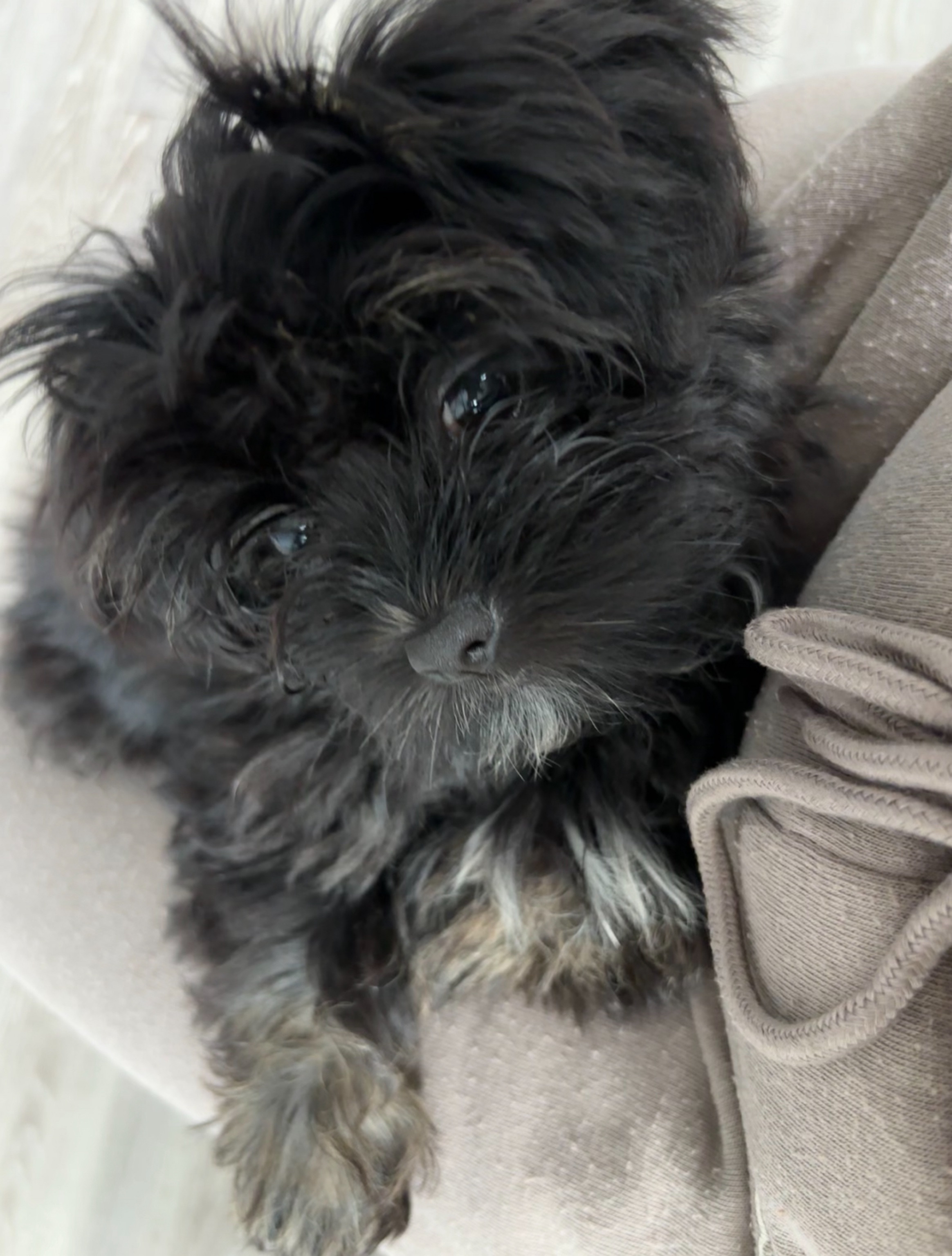 Teddy