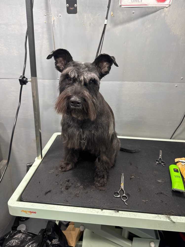 Rufus