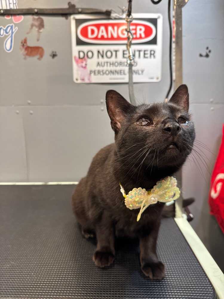 Kitten