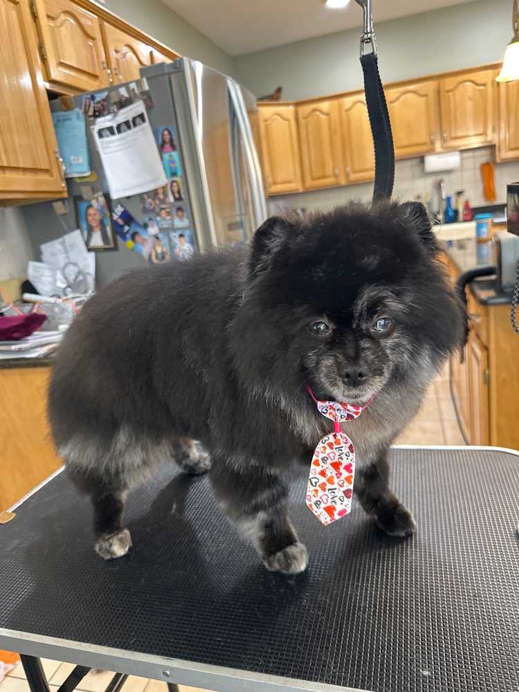 Dog Pet Photo