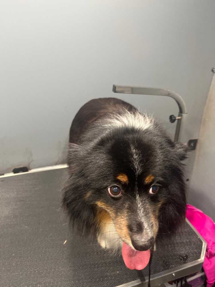 Penelope