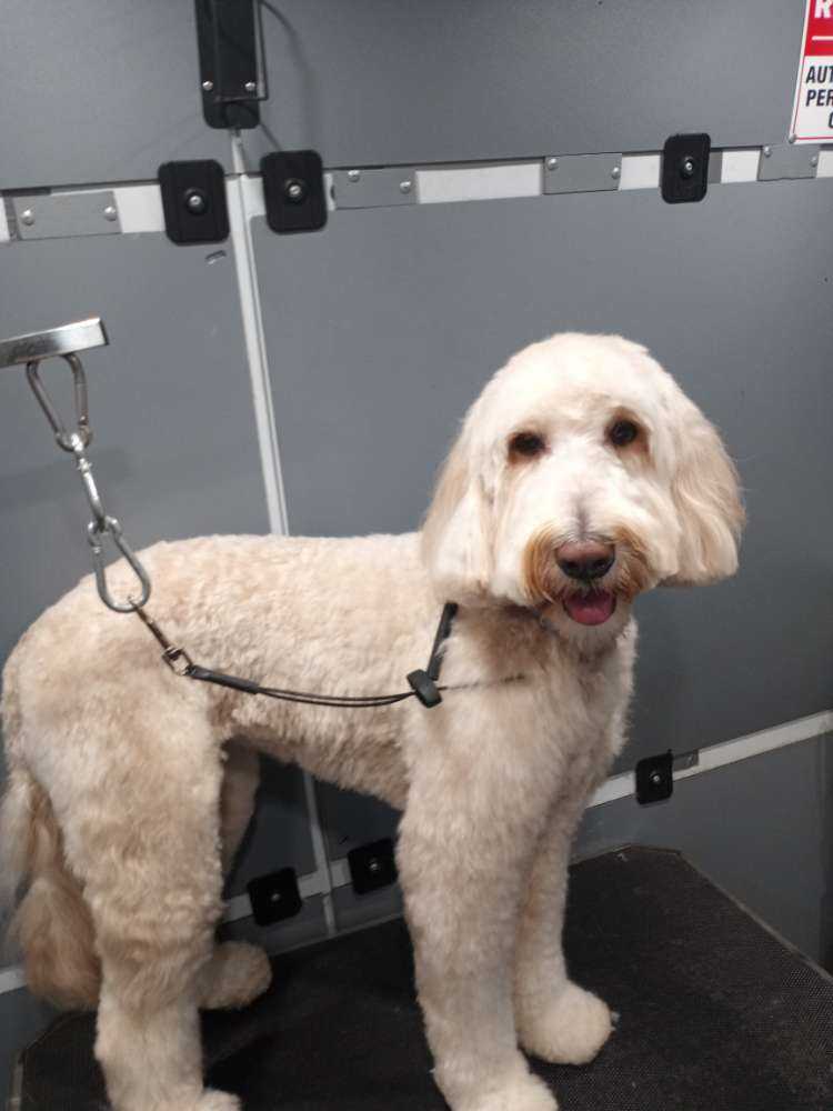 Dog Pet Photo