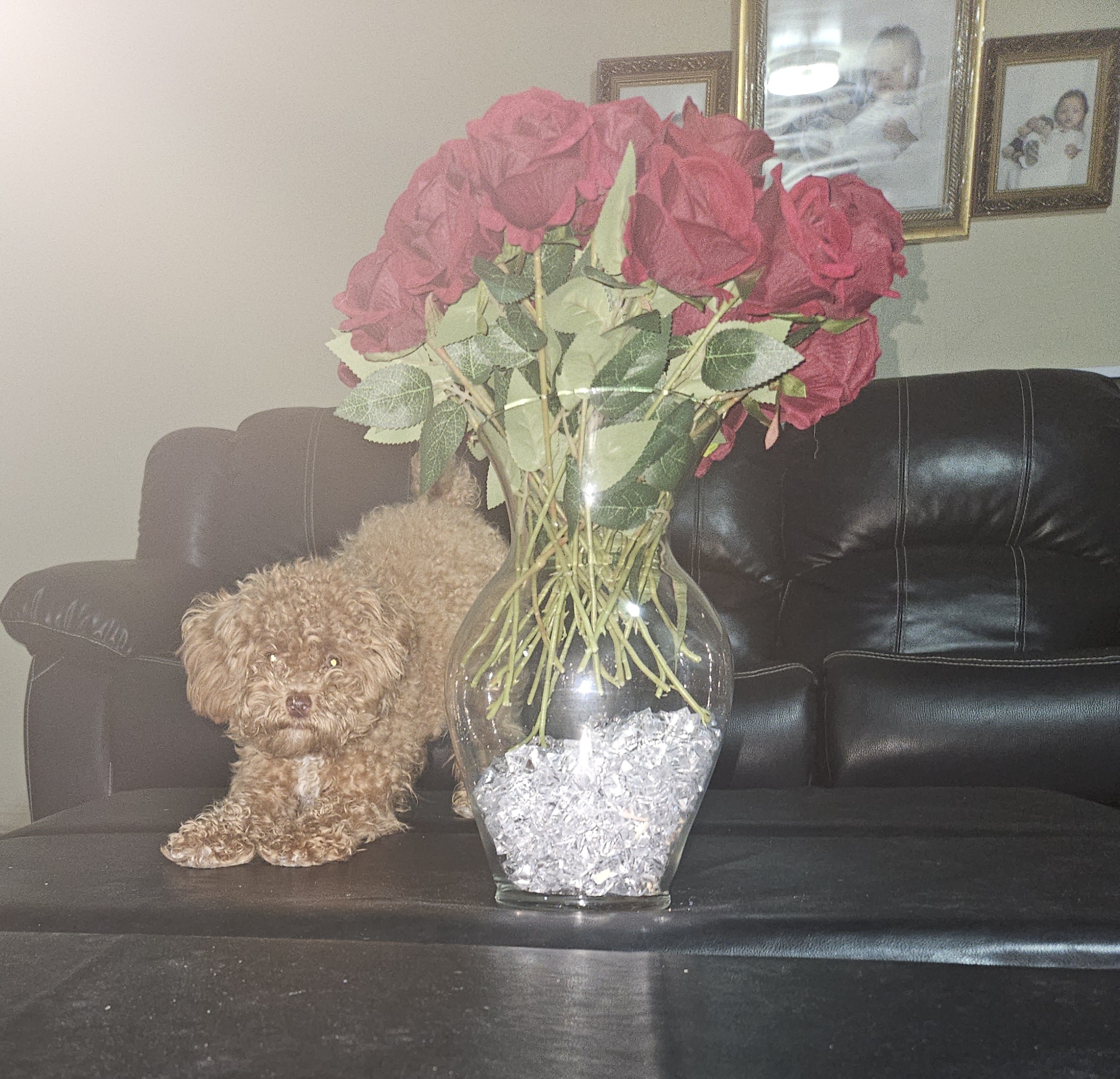 Dog Pet Photo