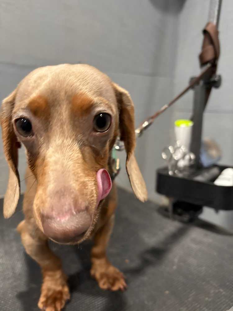 Benji