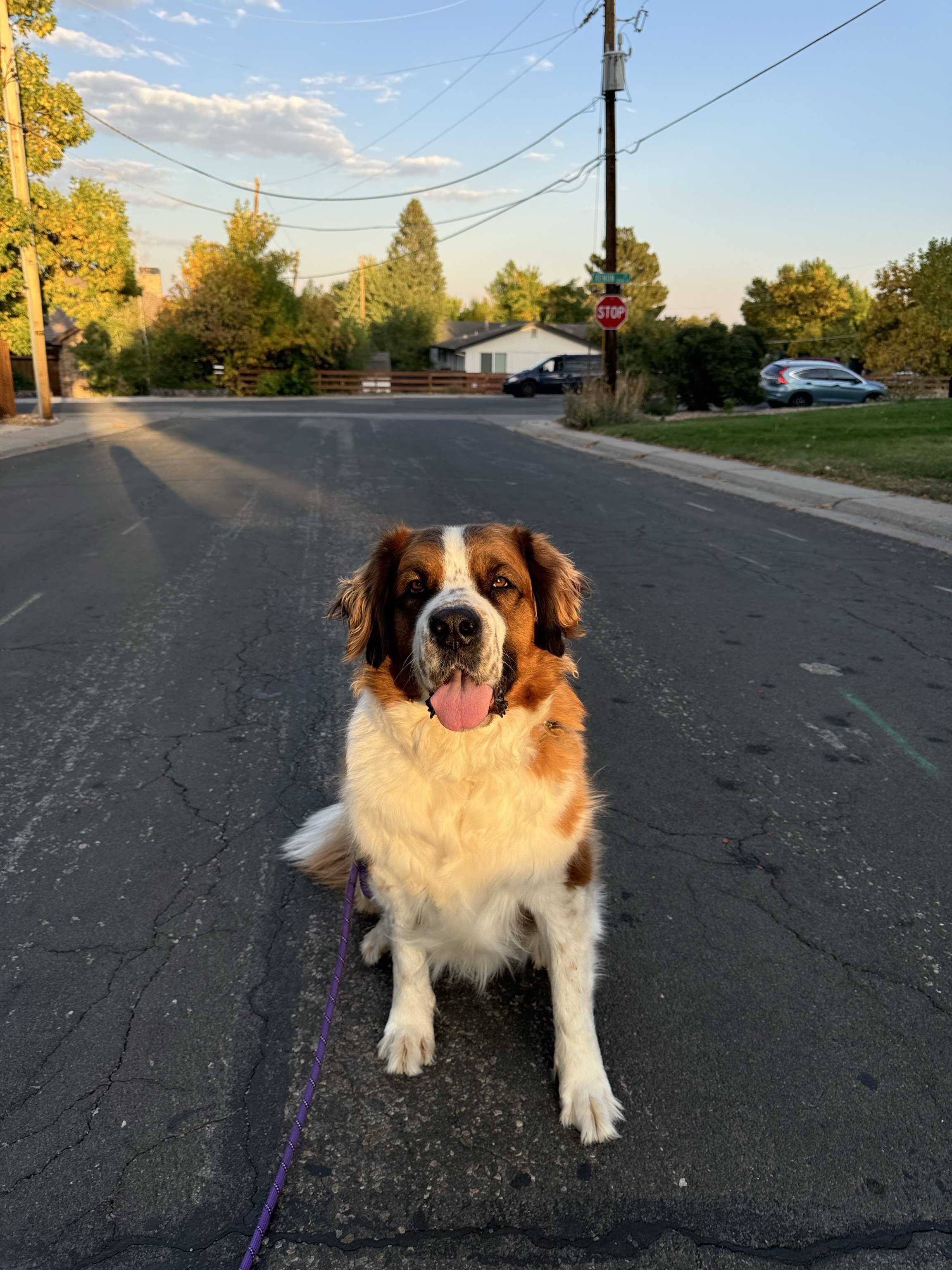 Maizee