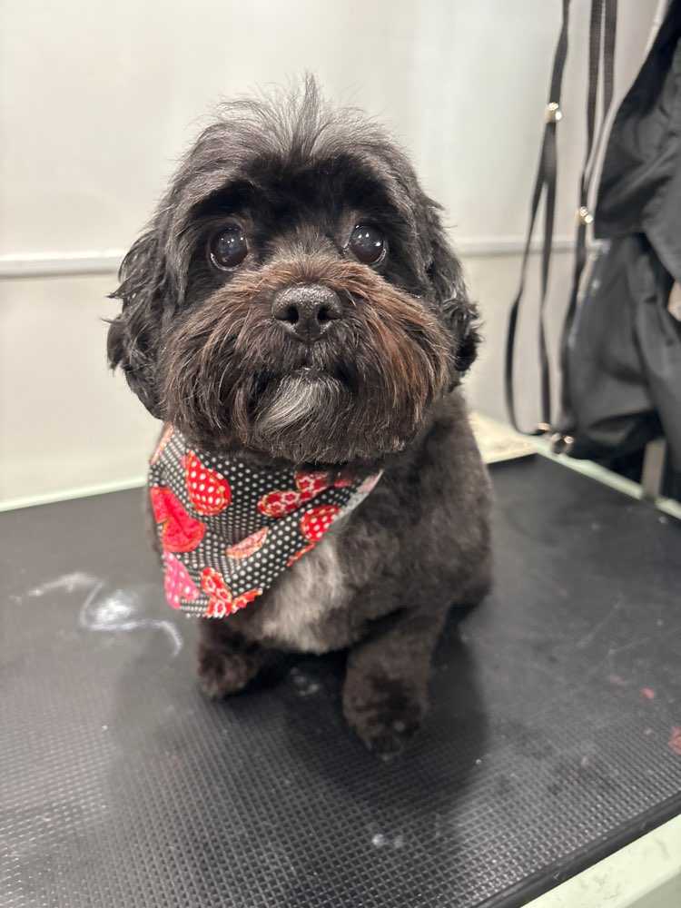 Sadie