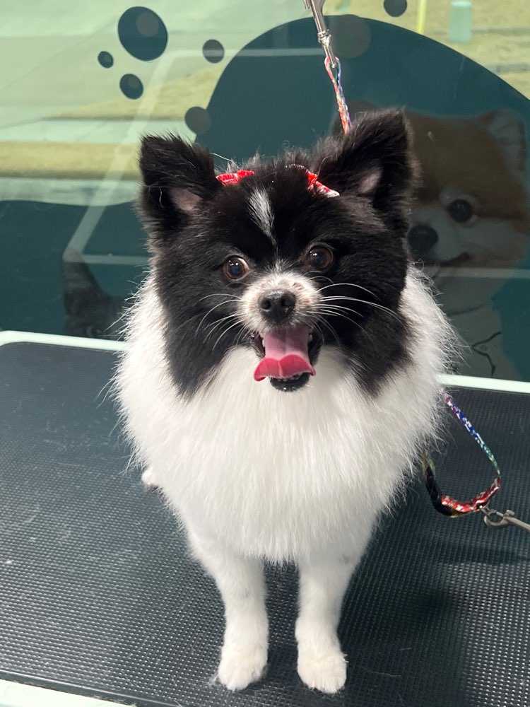 Bella